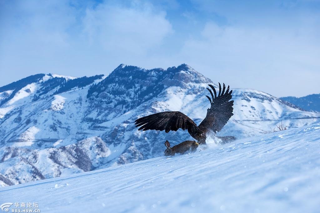 雪域雄鹰