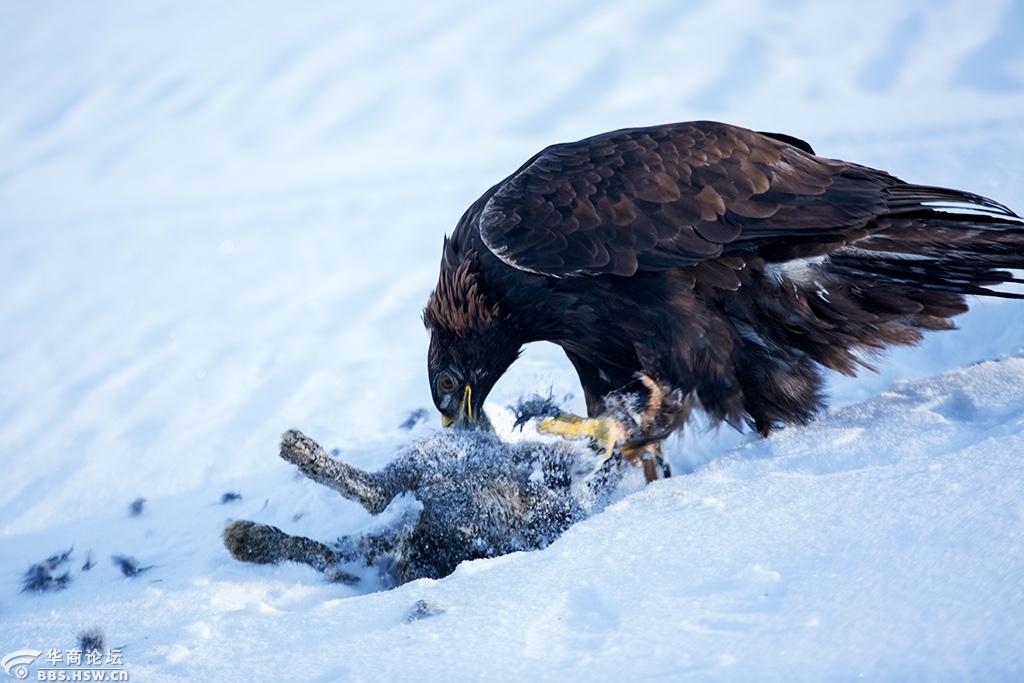 雪域雄鹰-全民乱拍-华商论坛