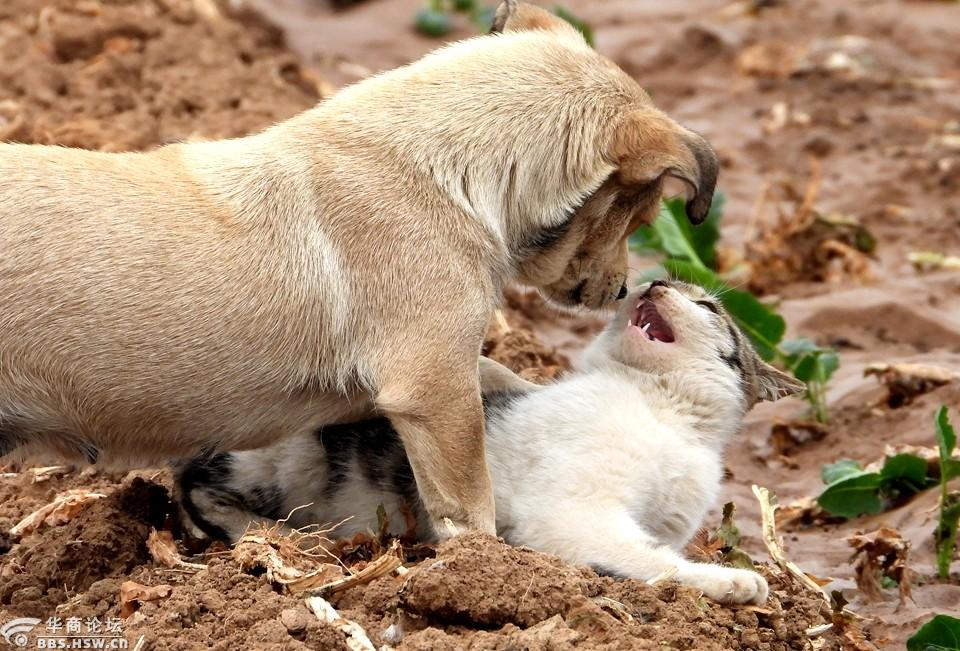 在农田抓拍到狗狗和猫咪有趣玩耍场面