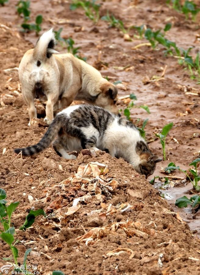 在农田抓拍到狗狗和猫咪有趣玩耍场面!