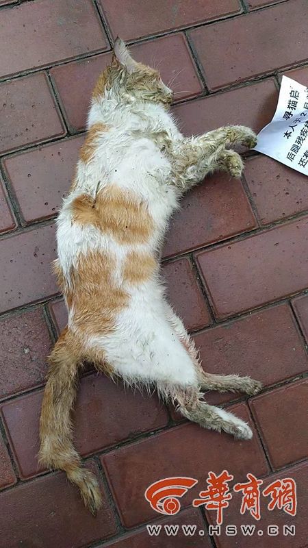 西安一小区内连续3只橘猫死亡 或是被领养者虐待致死