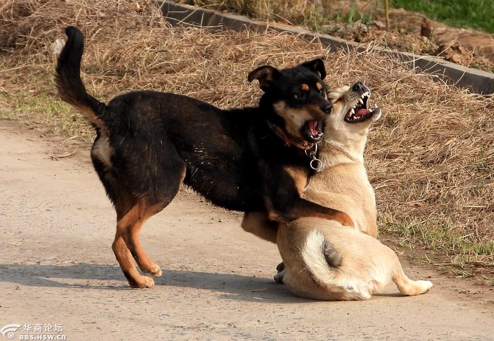 农村大路抓拍;黑白狗狗开心玩耍打闹!