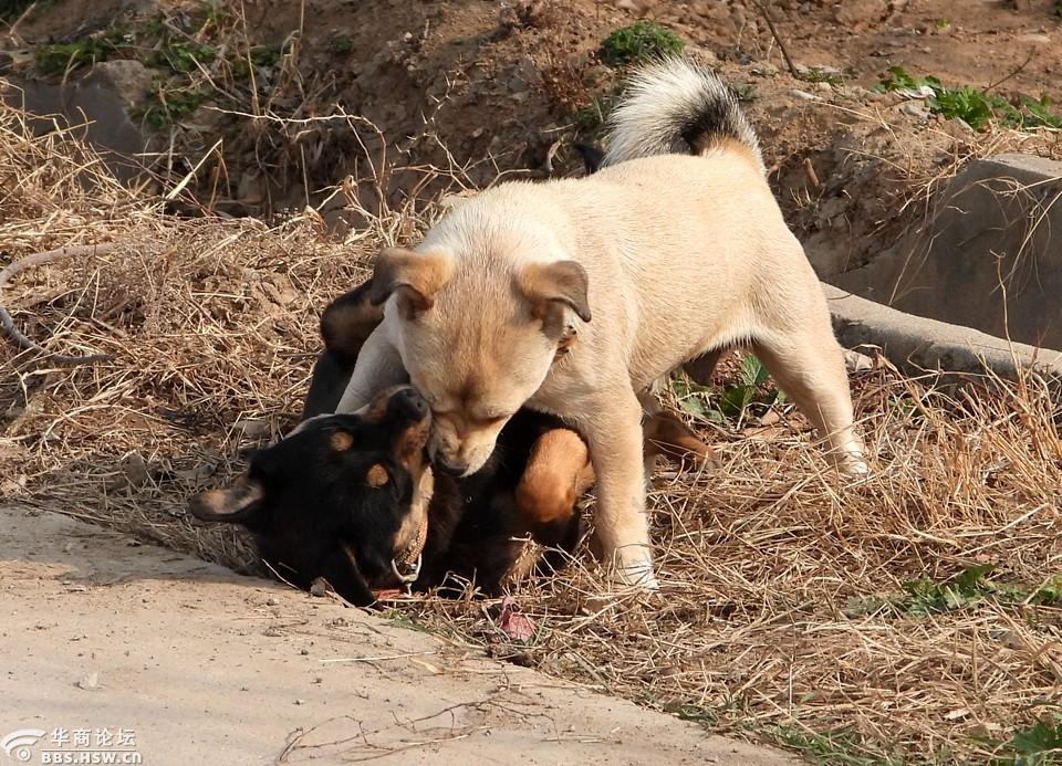 农村大路抓拍;黑白狗狗开心玩耍打闹!
