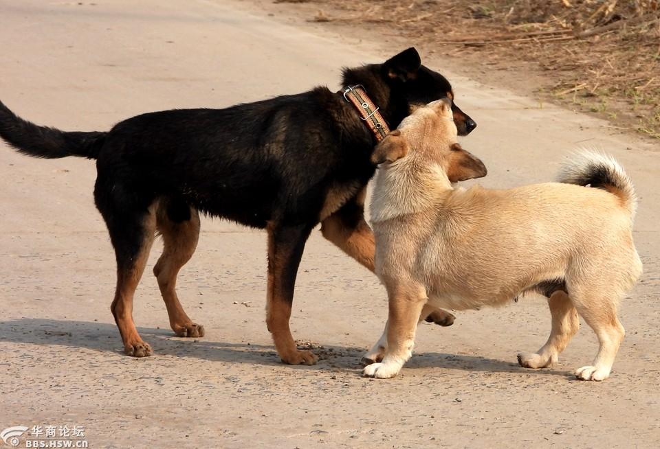农村大路抓拍黑白狗狗开心玩耍打闹