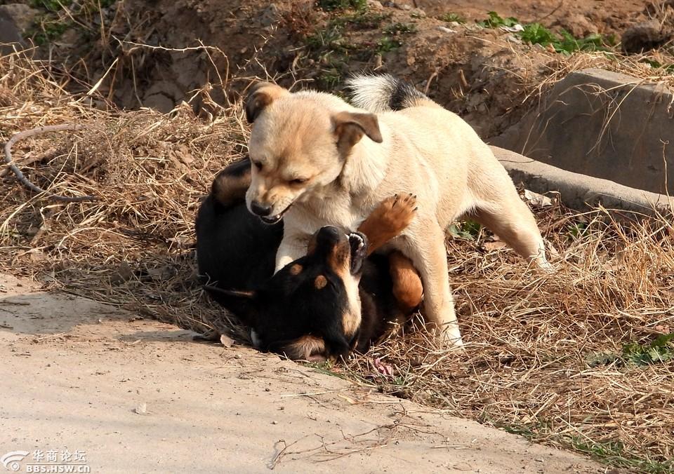 农村大路抓拍;黑白狗狗开心玩耍打闹!