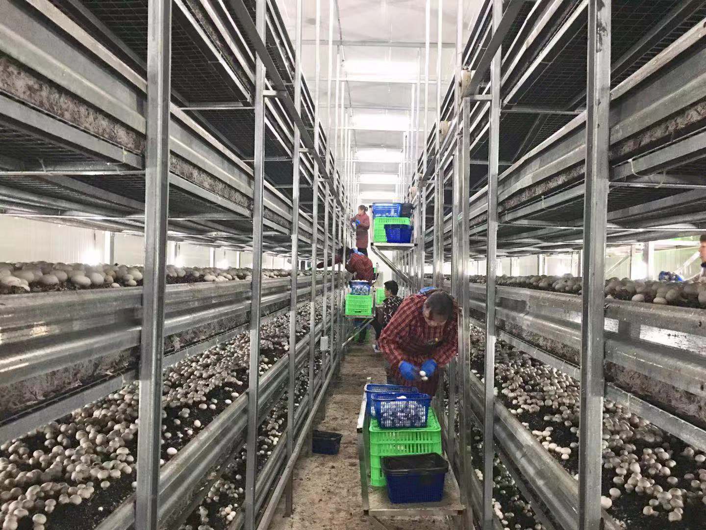 陕西首家工厂化种植双孢蘑菇生产线在勉县建成投产