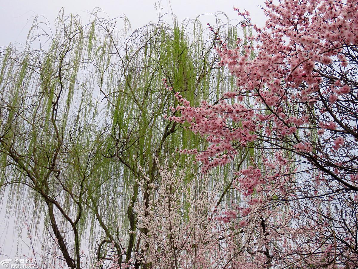 花红柳绿兴庆湖