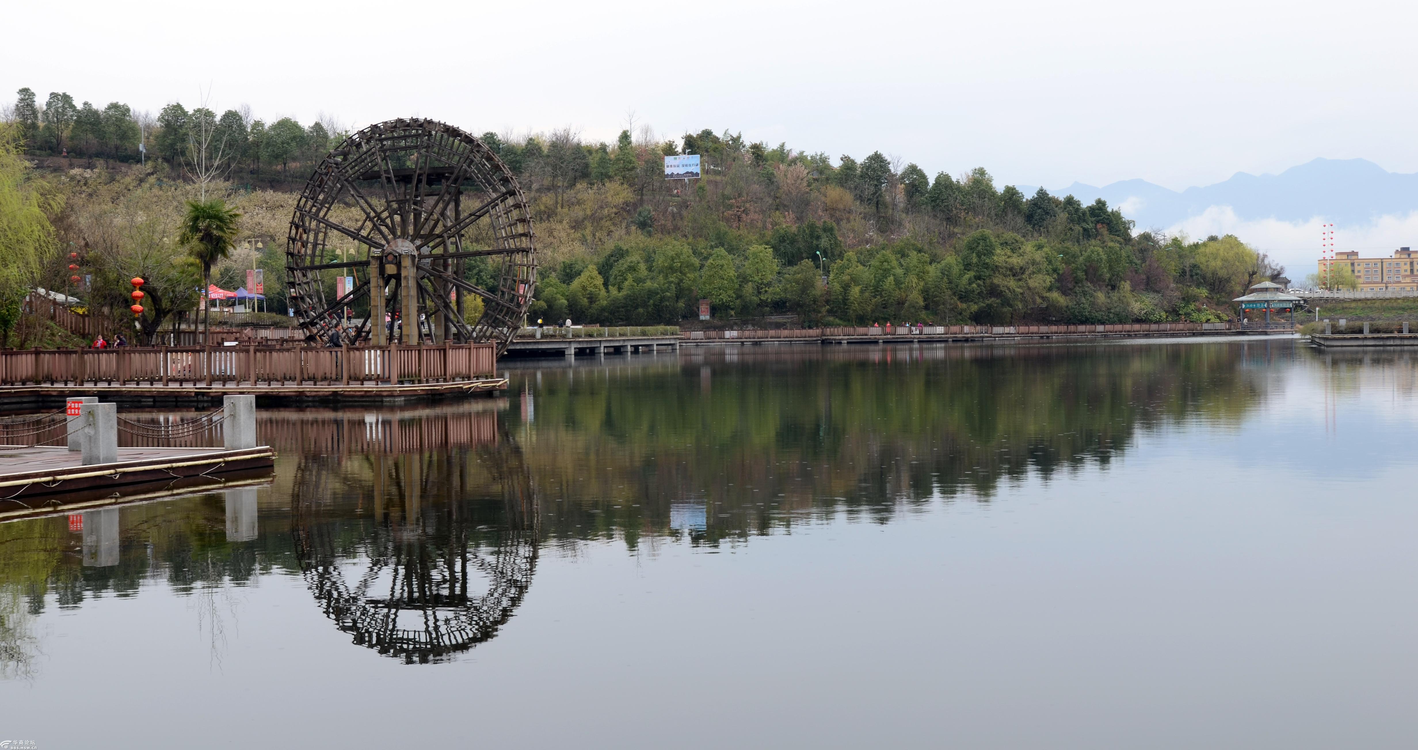西乡春来早樱桃花开洒山坡