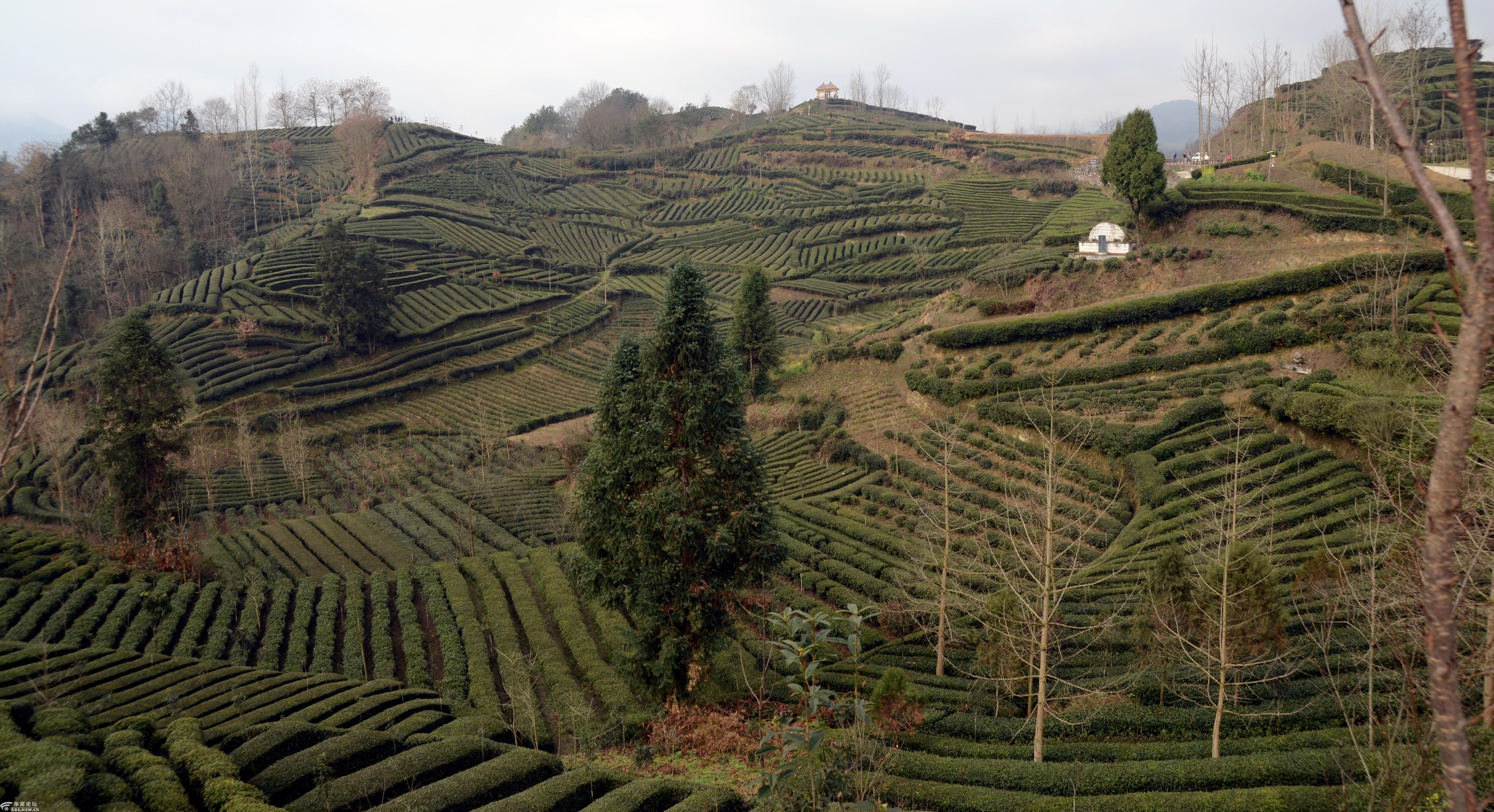 西乡骆家埧茶园
