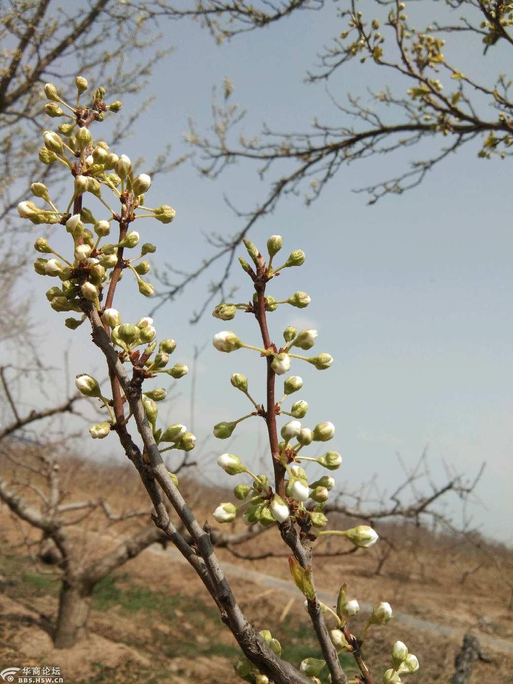 初开的梅李树花