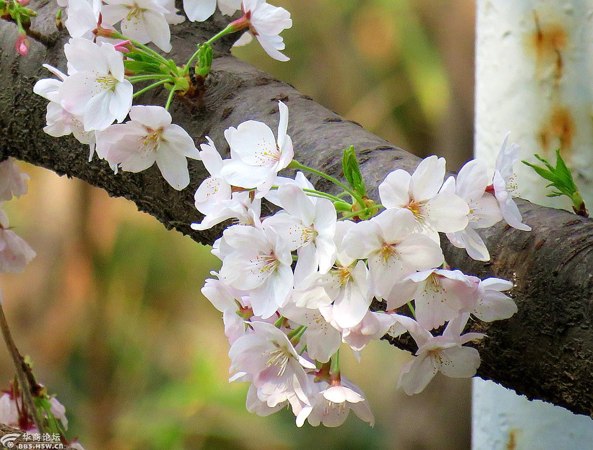 院中开得最早的白樱花