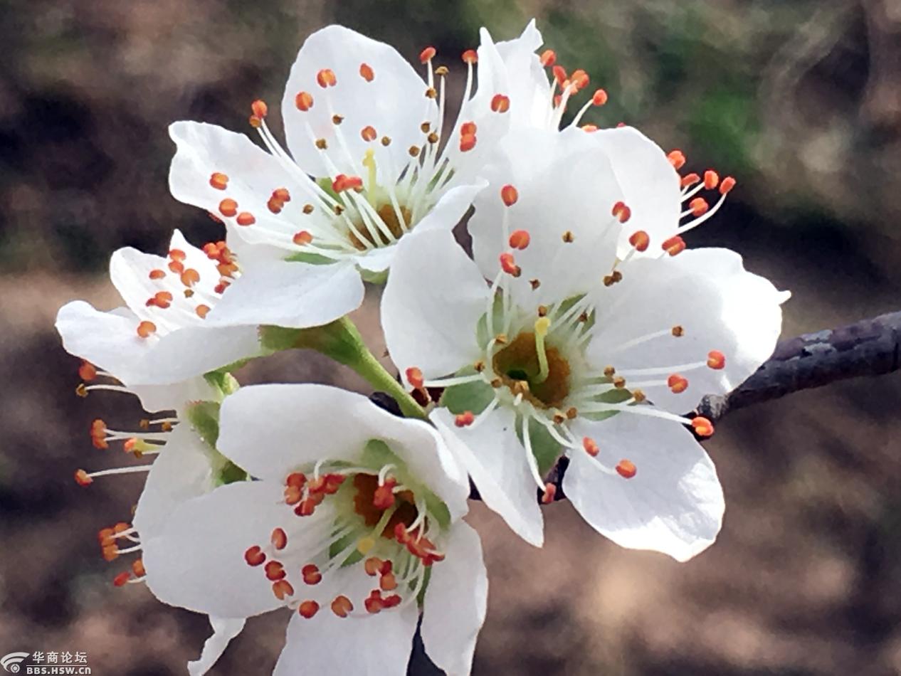 大荔段家垣万亩李子开花满园春