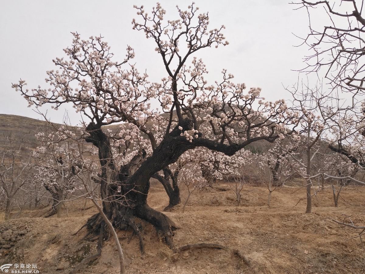 老树虬枝疏影横花语缤纷腮绯红