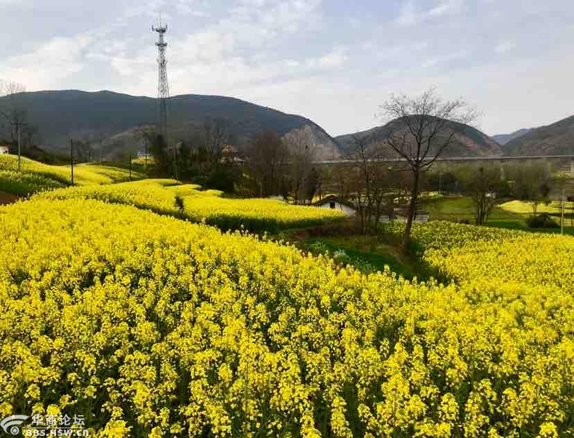 2019汉中南郑油菜花节