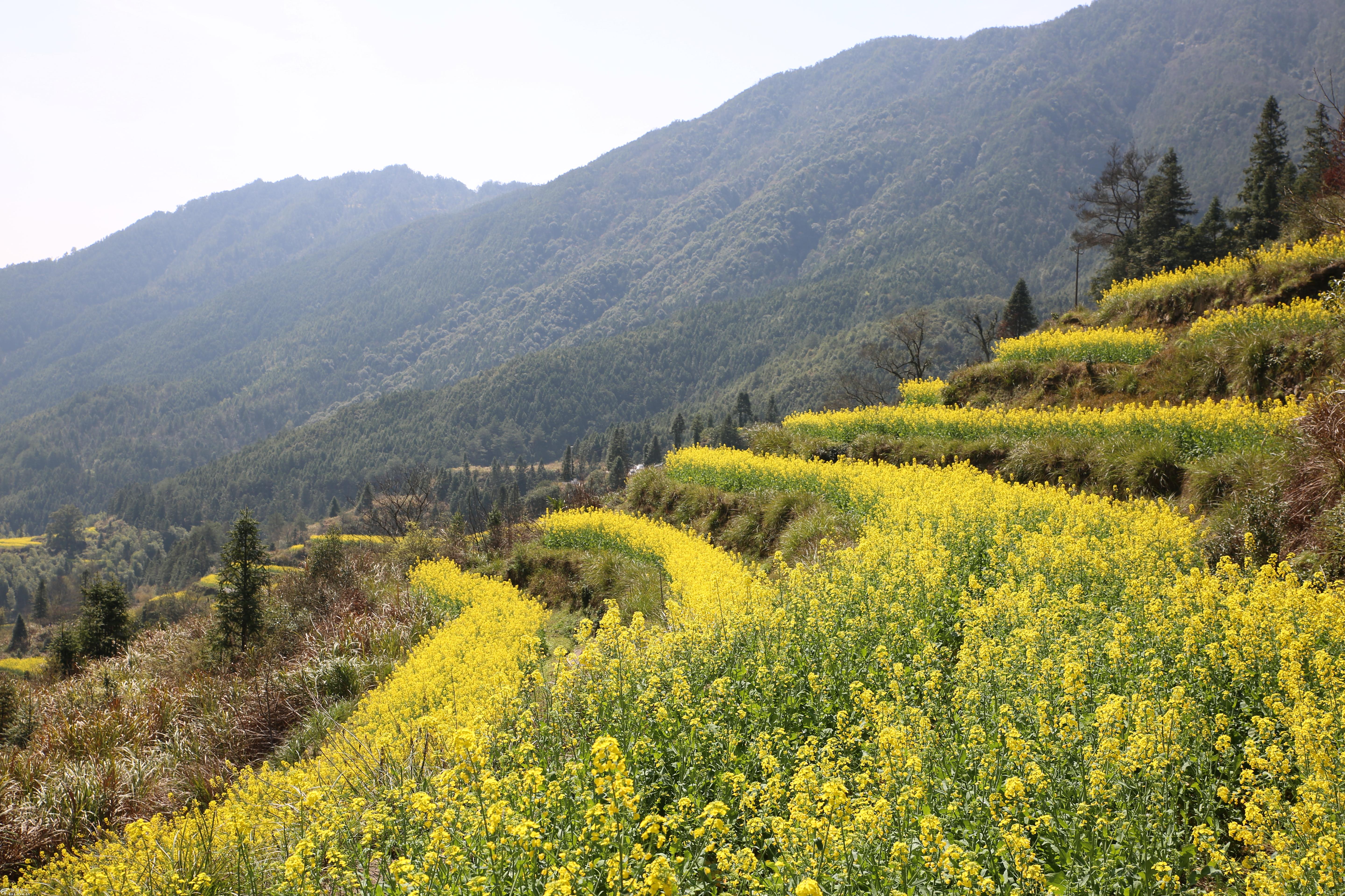 婺源江岭油菜花