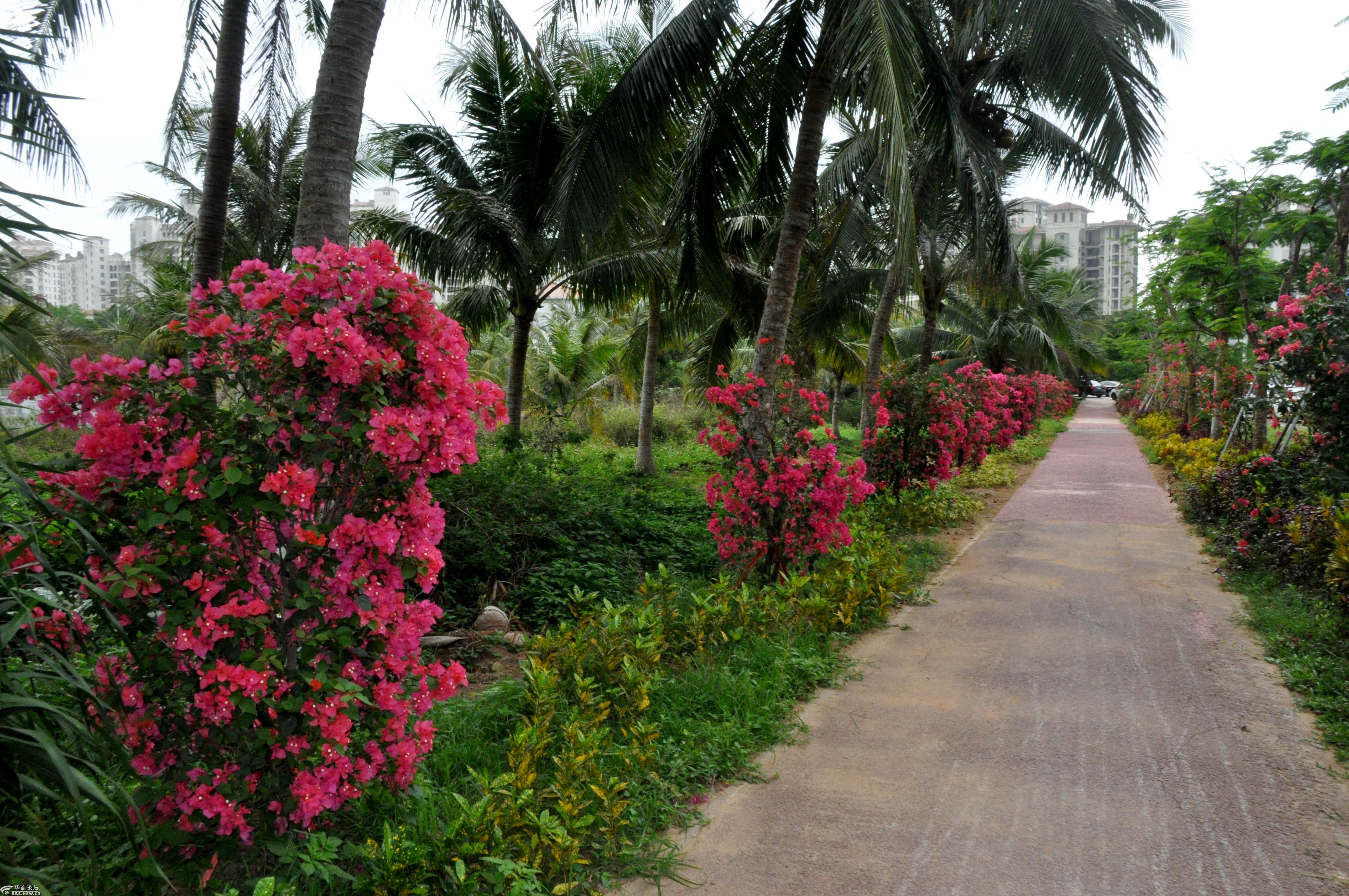 海南琼海博鳌街头盛开的红艳艳的三角梅景色.2019.3.25