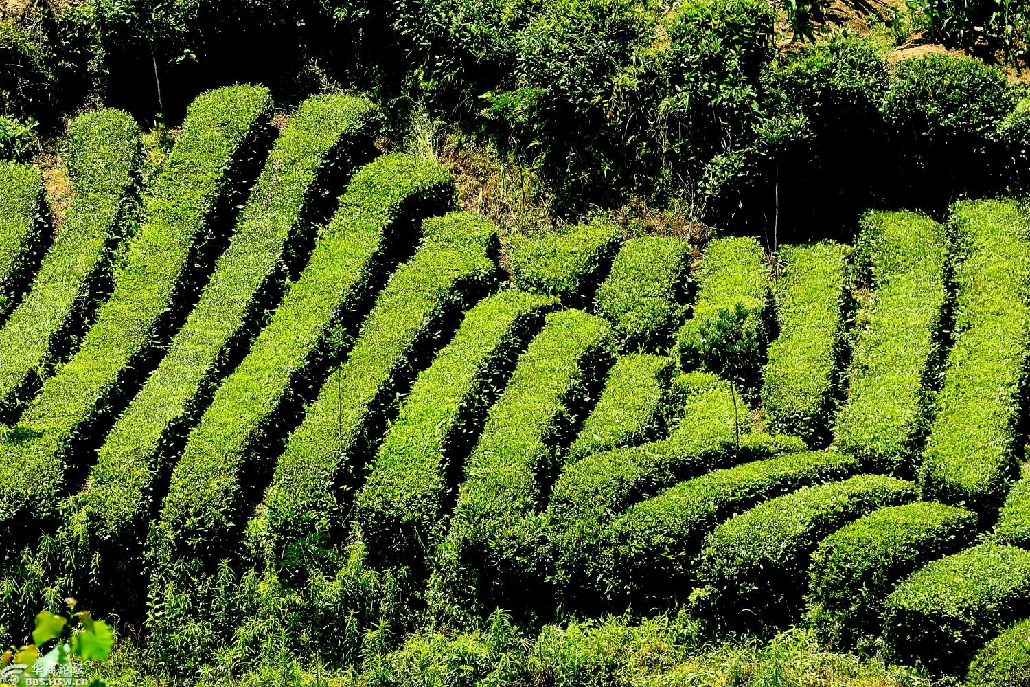 西乡峡口江塝茶园