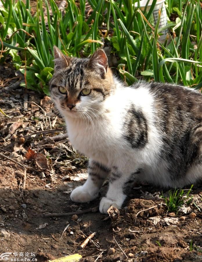 农村菜地抓拍猫咪!-西安论坛-华商论坛