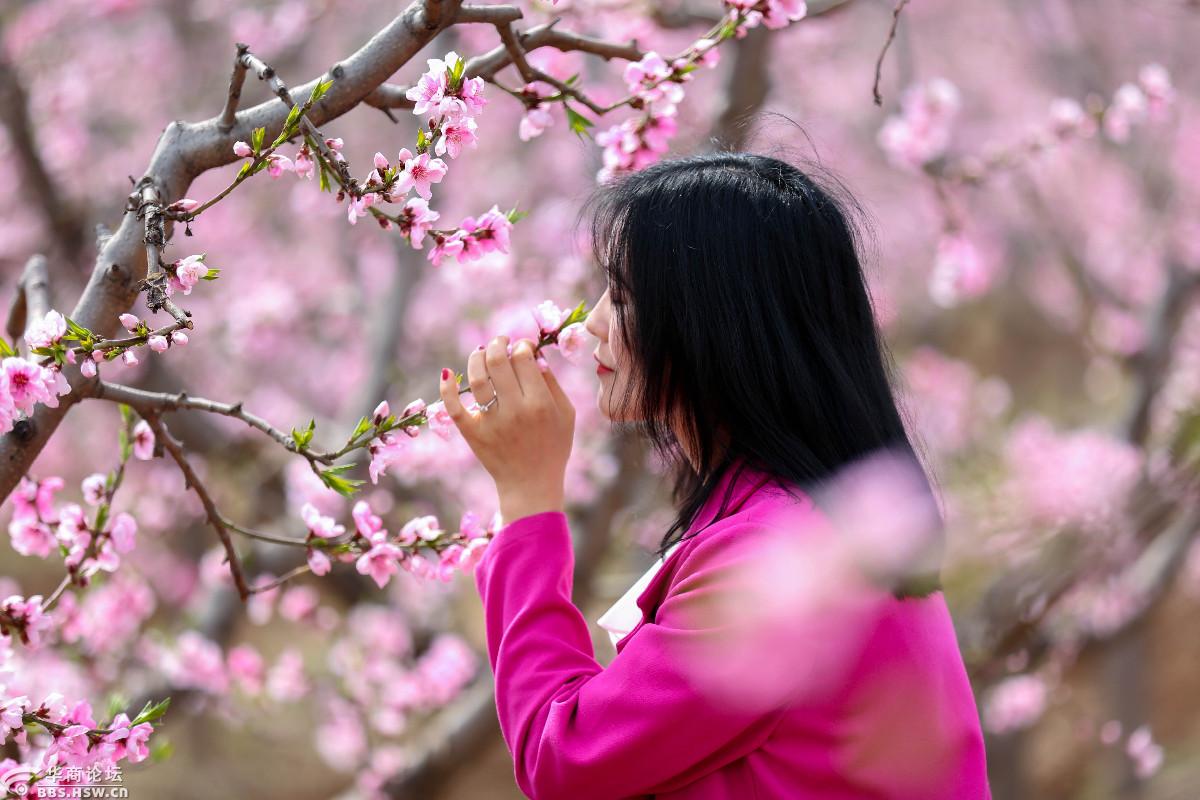 人面桃花相映红