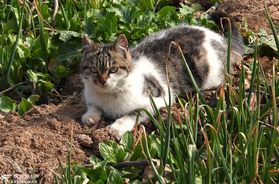 农村菜地抓拍猫咪