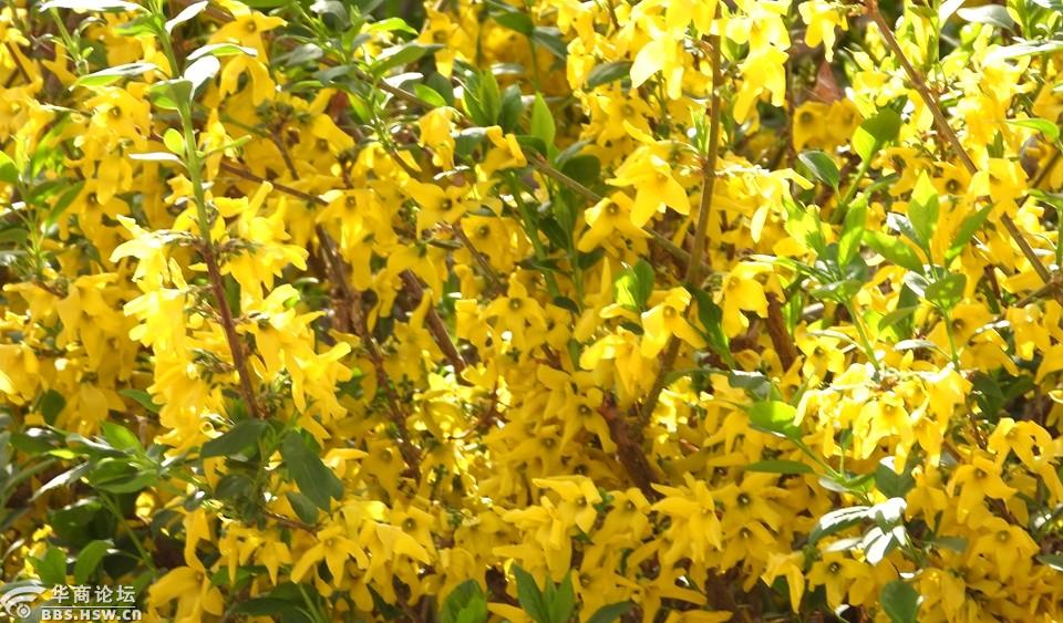 春风送暖黄花香!