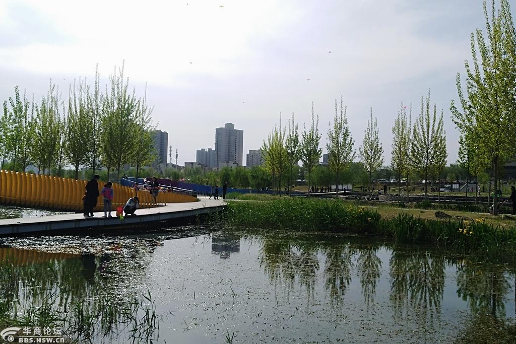 春天咸阳的渭柳湿地(手机照)