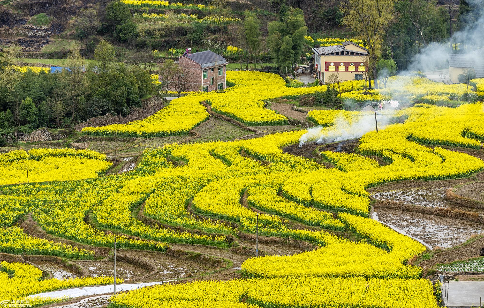 又是一年花季到之漩涡凤堰古梯田油菜花香浓