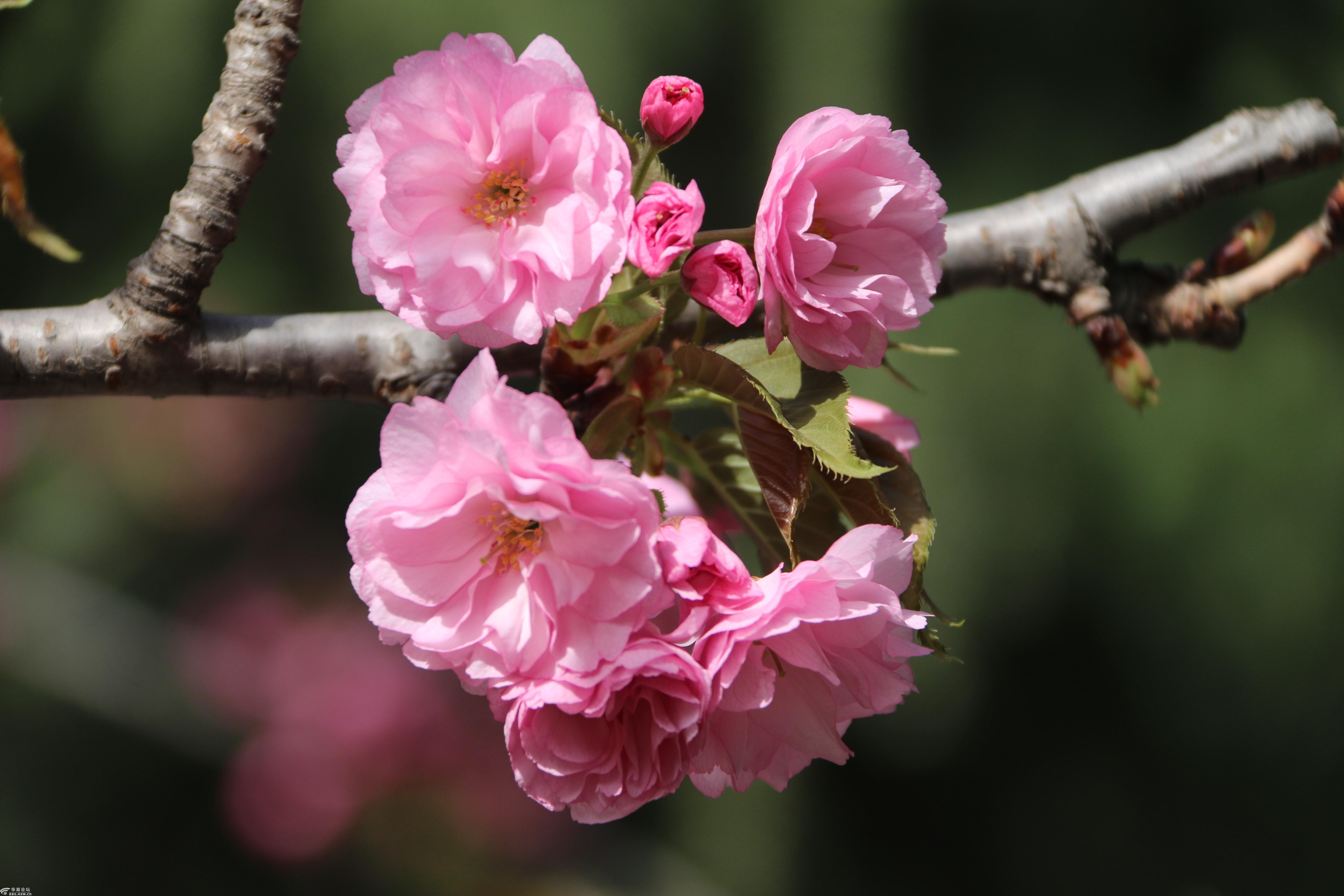 桃林芳菲花袭人