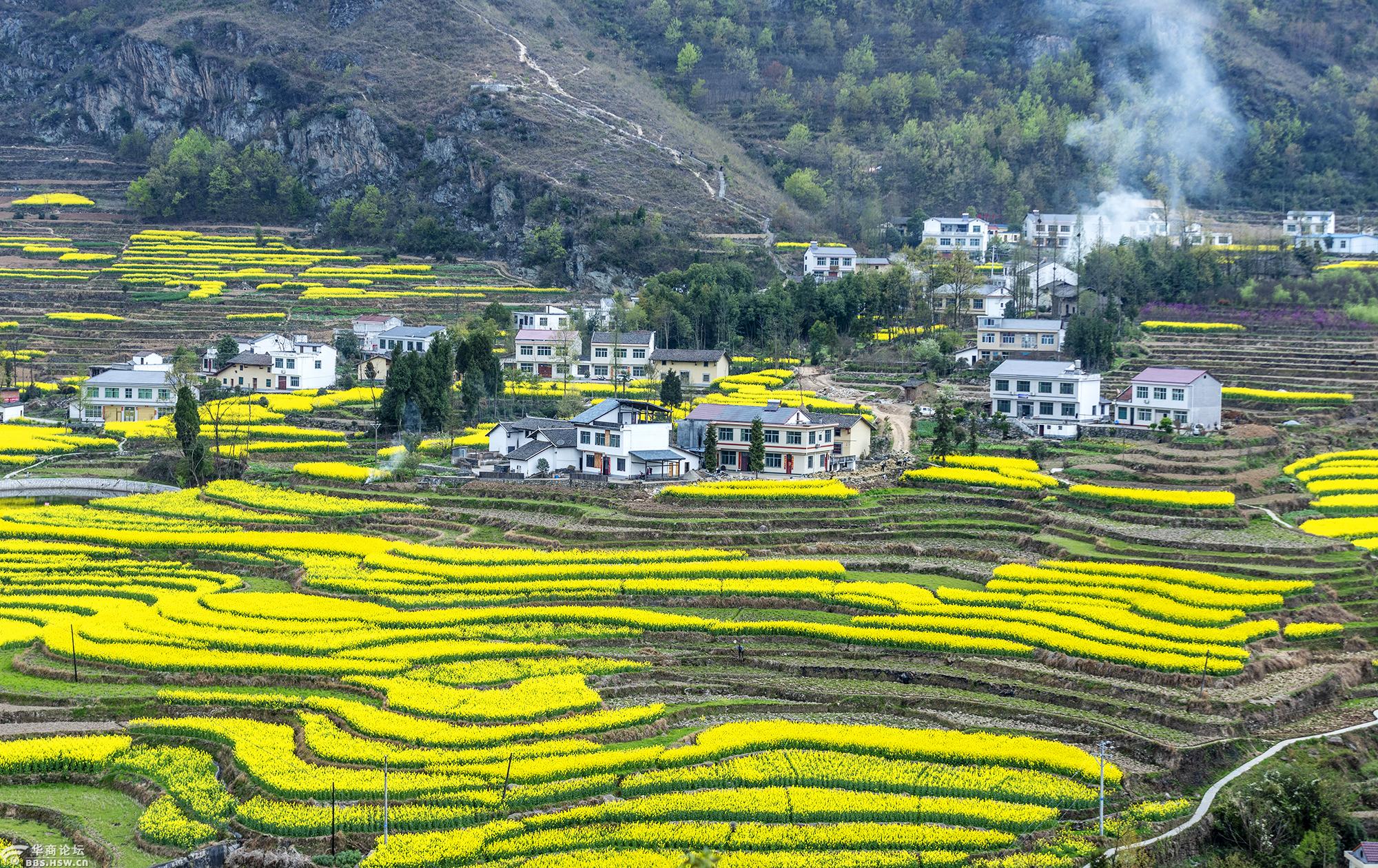又是一年花季到之漩涡凤堰古梯田油菜花香浓