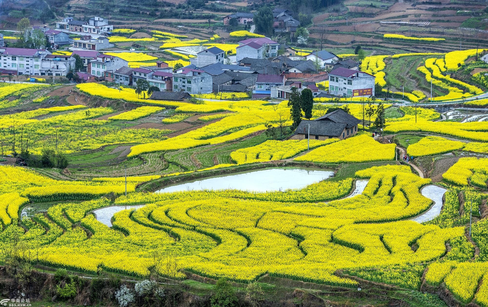 又是一年花季到之漩涡凤堰古梯田油菜花香浓