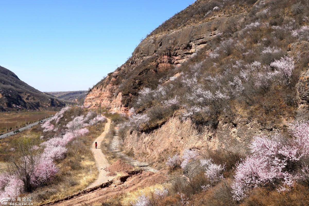 渭北高原的十里桃花川-游山玩水-华商论坛