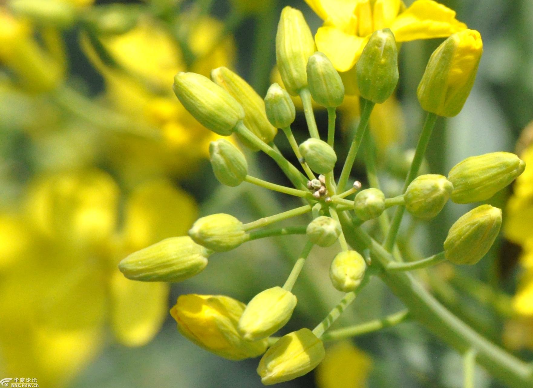 金城油菜花儿黄,特大蜂儿采蜜忙!