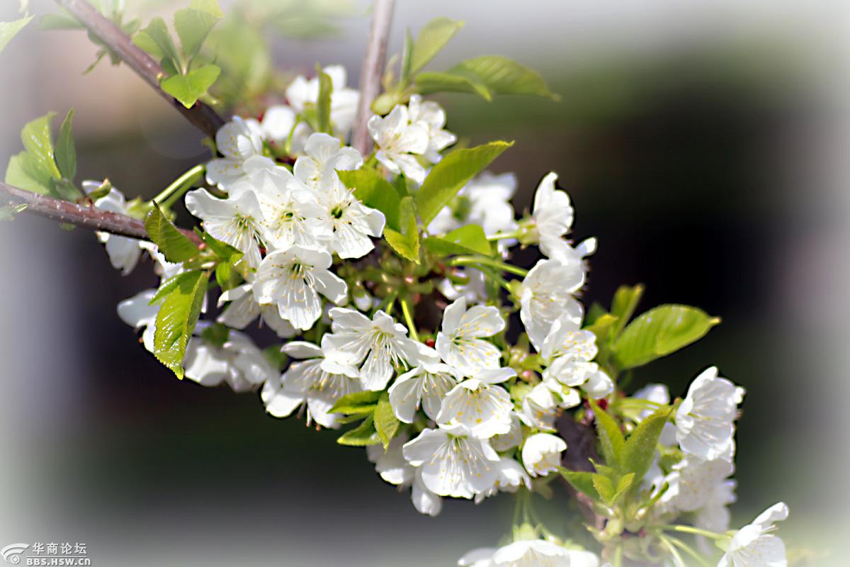 花卉欣赏欧洲甜樱桃