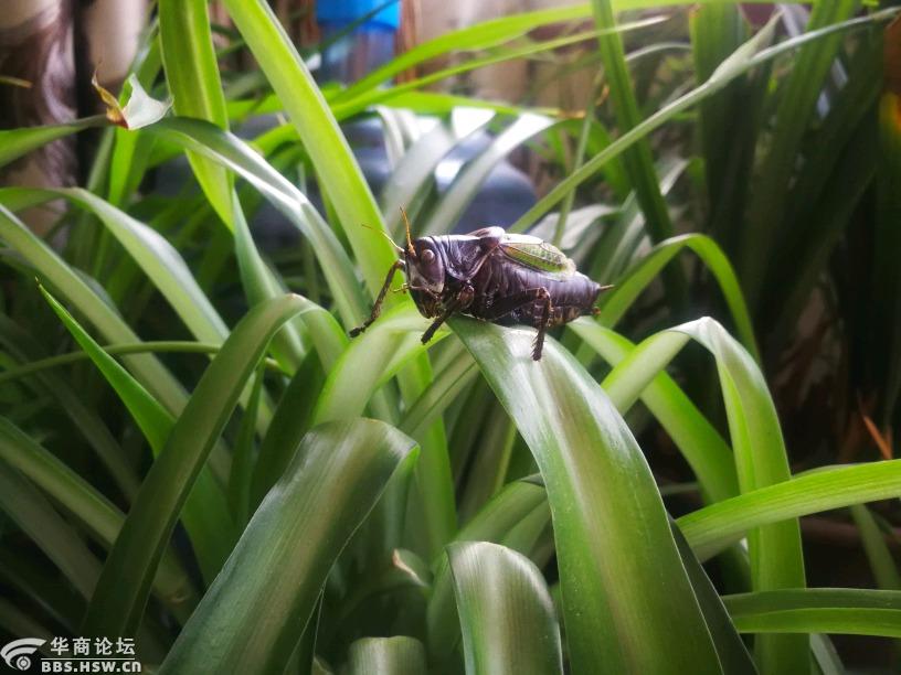 老张养了半年时间的蝈蝈死了