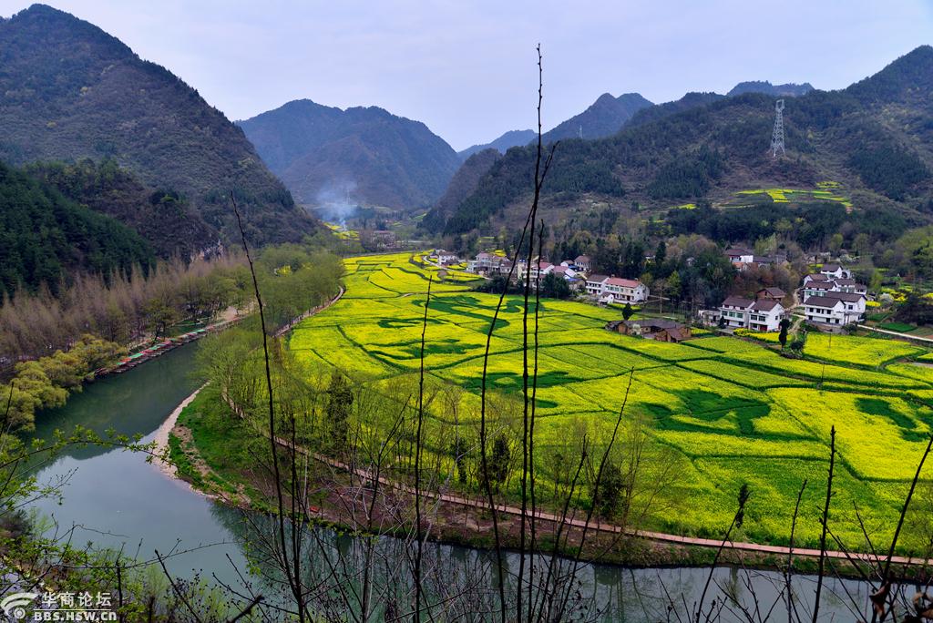 汉中勉县龙湾最美油菜花
