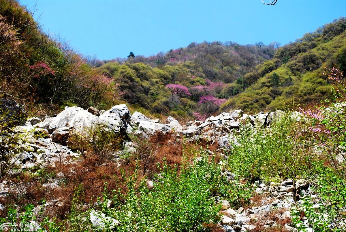 涝峪有座凤凰山紫荆花海润心田