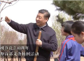 习近平：中国人工林 世界第一