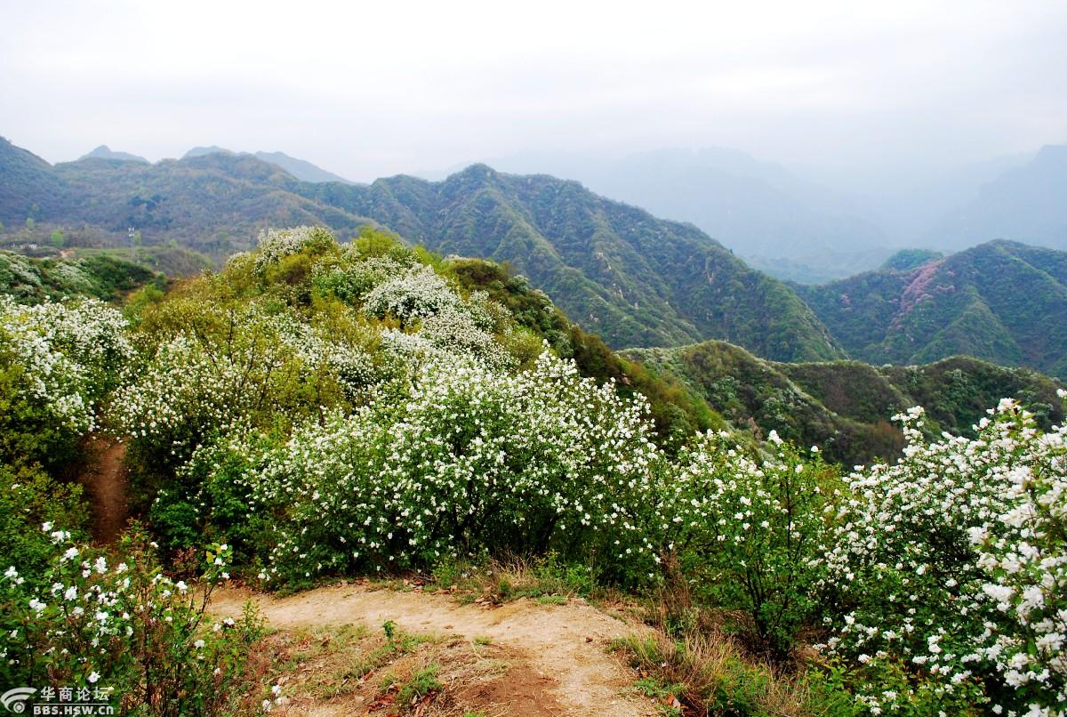 漫山遍野的白鹃梅黄峪寺上的一场视觉盛宴即将拉开帷幕