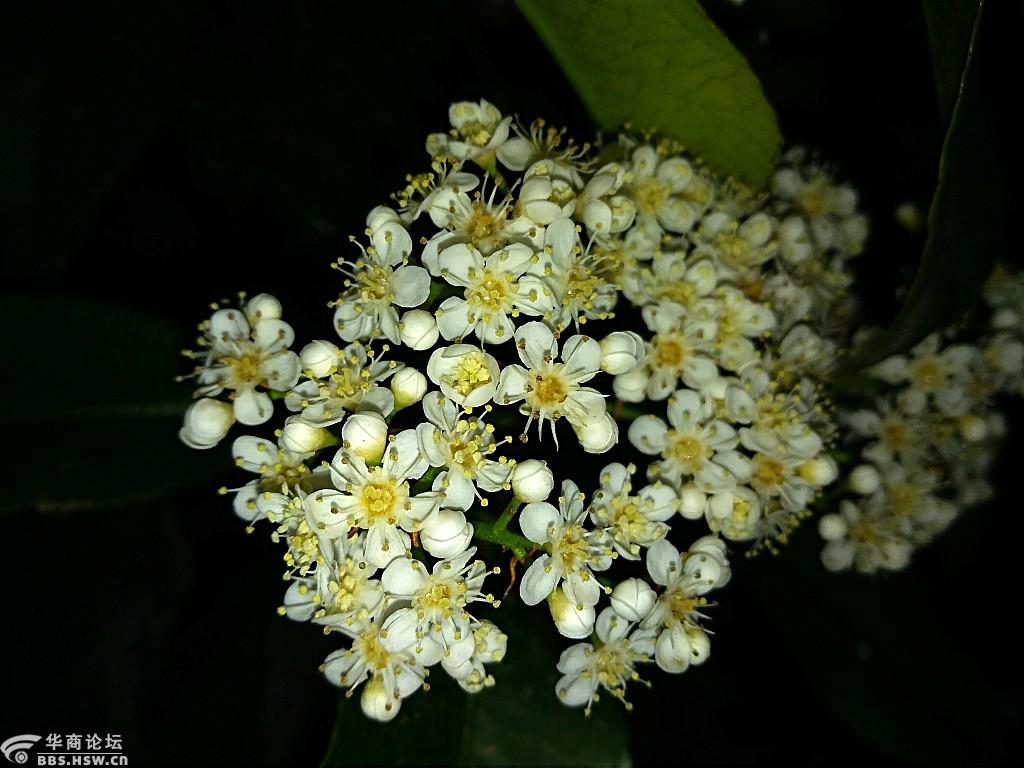 饭后散步到田庄随手拍来冬青花