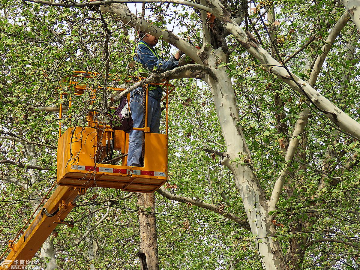 高空修剪树技的园林工人们