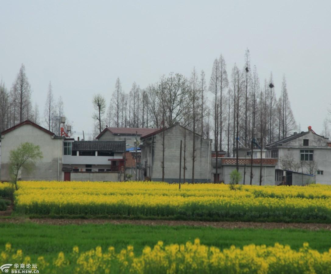 大美汉中原生态洋县乡村江村的早晨