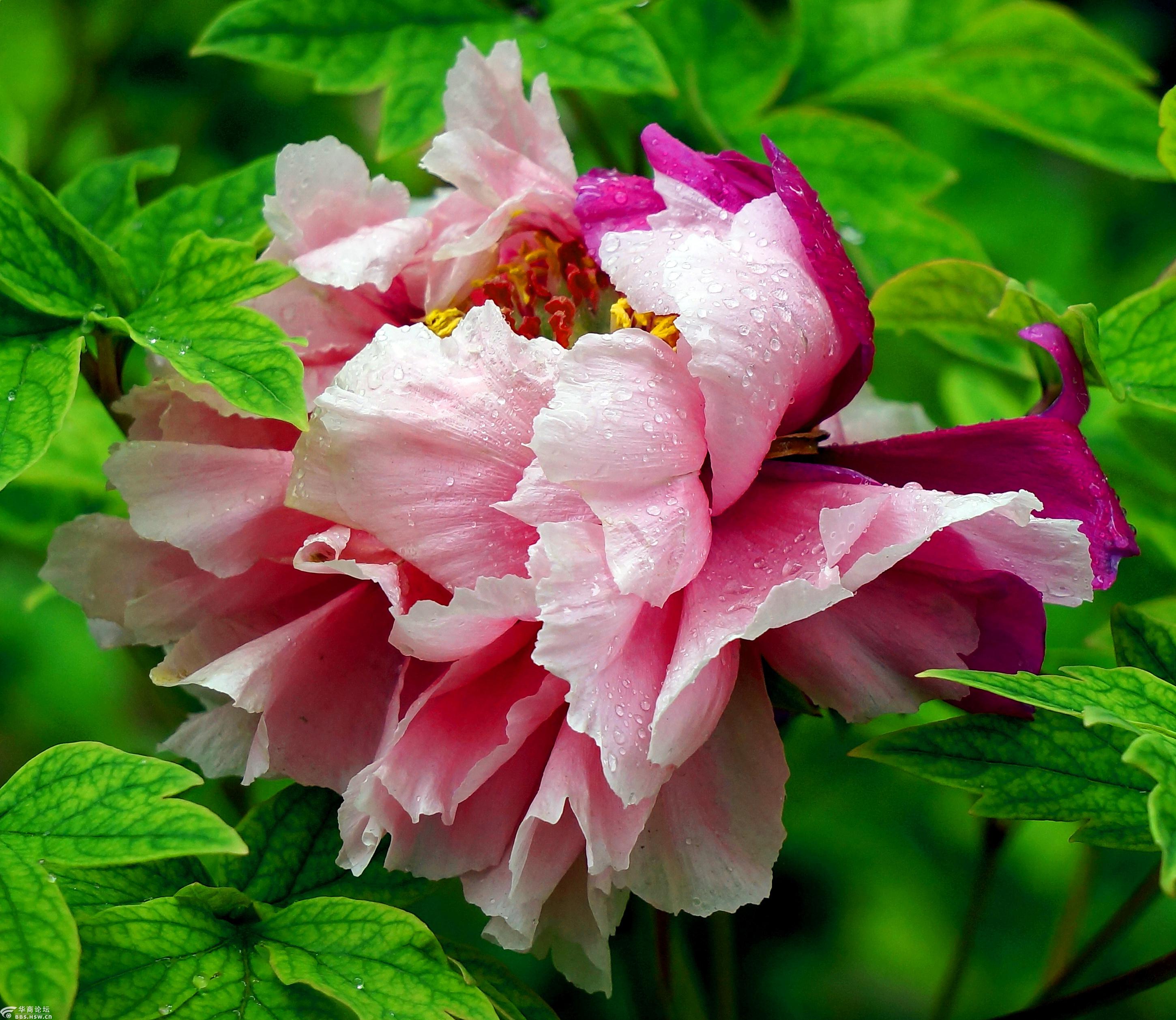 雨中赏二乔牡丹花