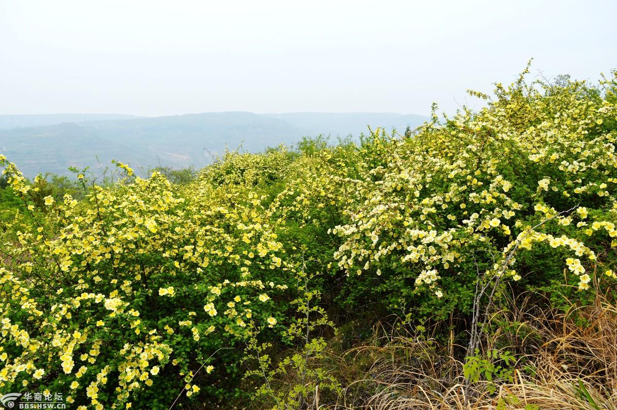 簸箕掌里的黄刺玫