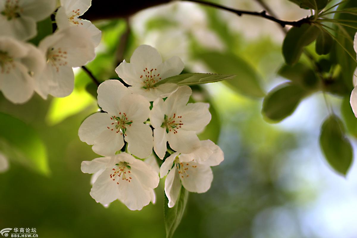 【花卉欣赏】《三叶海棠》