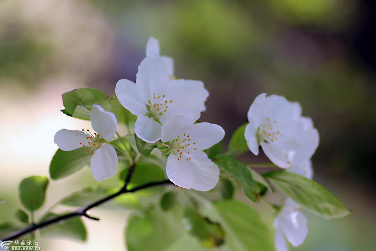 花卉欣赏三叶海棠