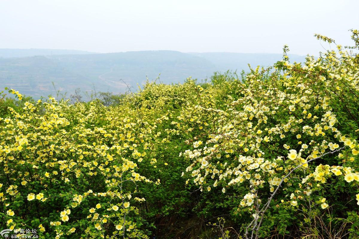 簸箕掌里的黄刺玫