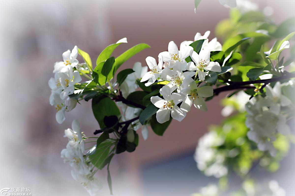 【花卉欣赏】《三叶海棠》