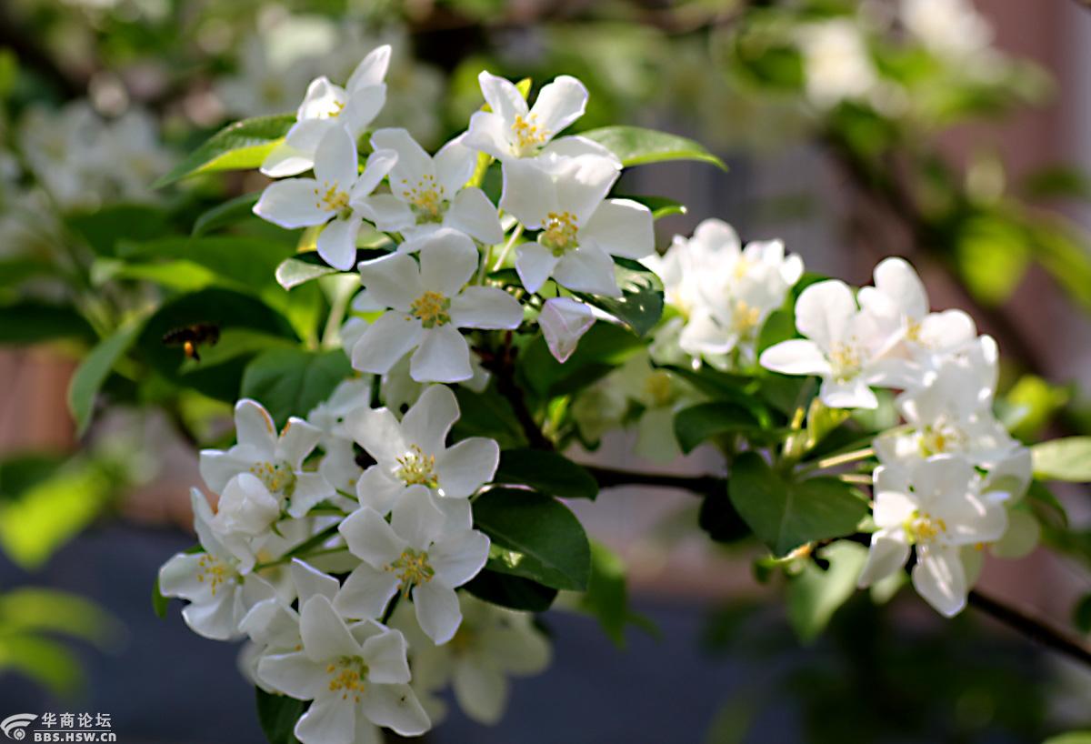【花卉欣赏】《三叶海棠》