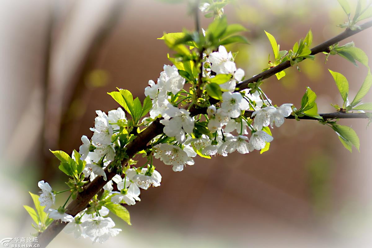 【花卉欣赏】《三叶海棠》