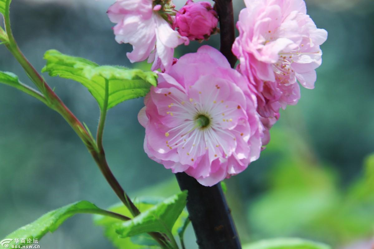 细雨樱花路唯留美人香